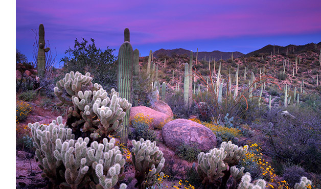 Specials: Cleaning Carpet, Rug Phoenix