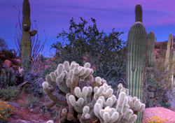 Phoenix Carpet and Tile Cleaning